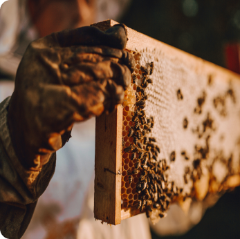 Uma colmeia de abelhas em plena atividade, com muitas abelhas na entrada, simbolizando um ecossistema saudável.